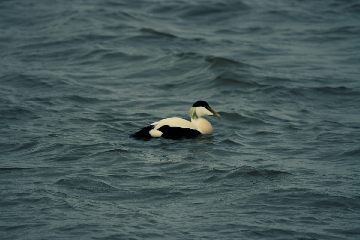 Common Eider - ML617519870