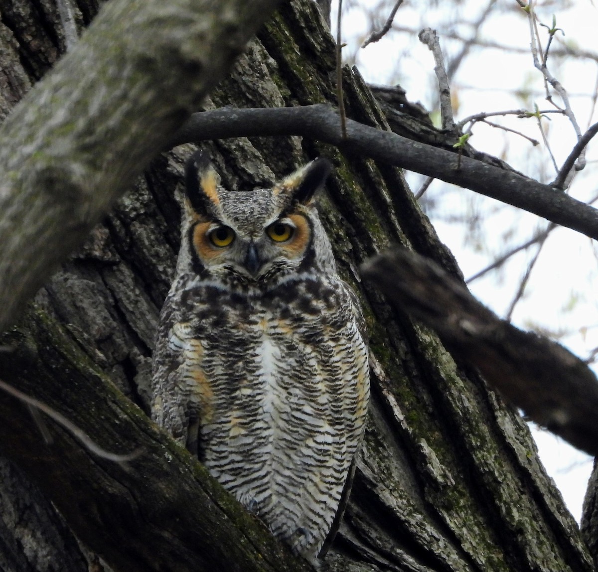 Great Horned Owl - ML617519962