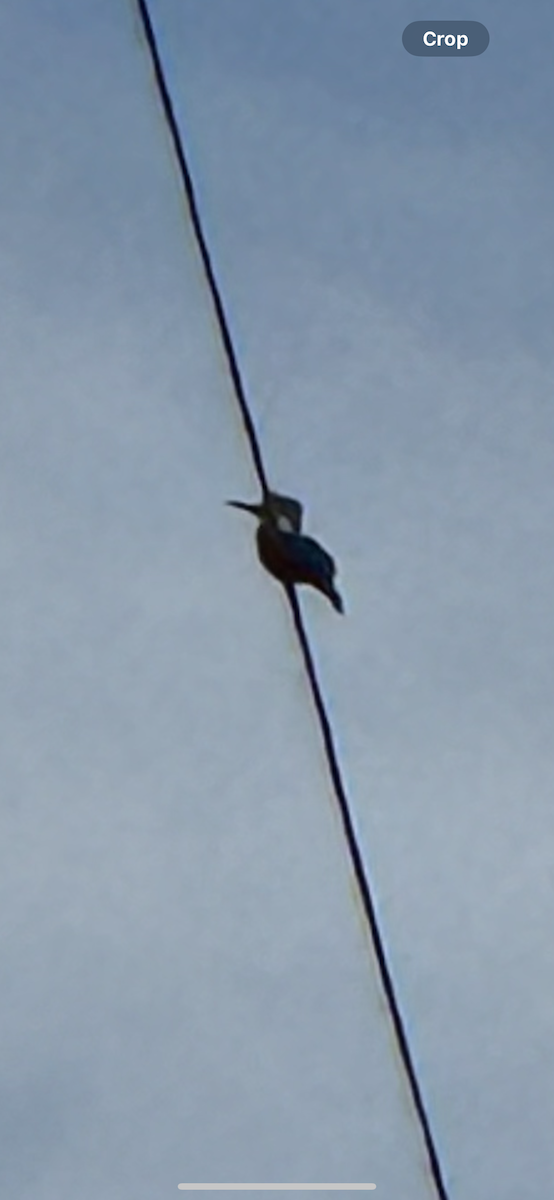 Belted Kingfisher - ML617519977