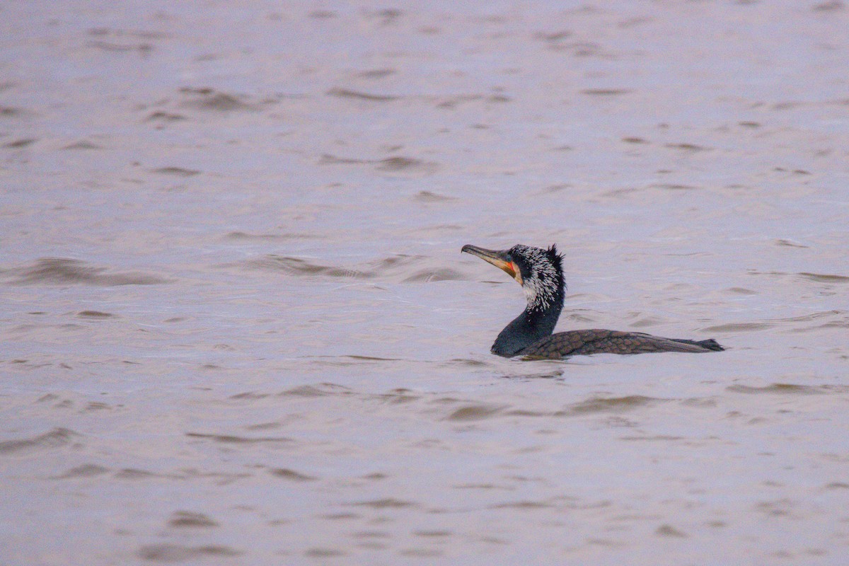 Great Cormorant - ML617520003