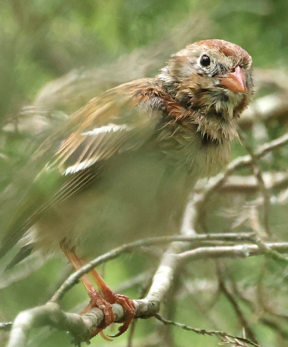 Field Sparrow - ML617520024