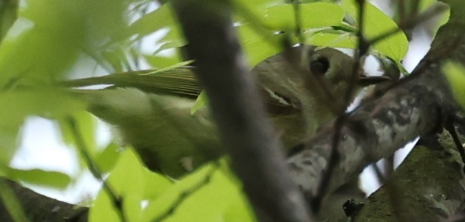 Ruby-crowned Kinglet - ML617520062