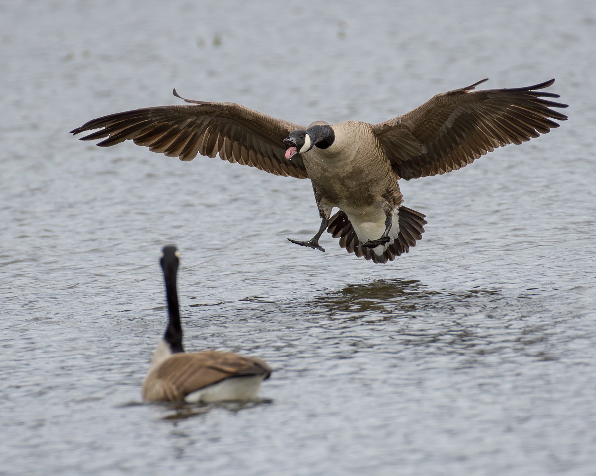 Canada Goose - ML617520099