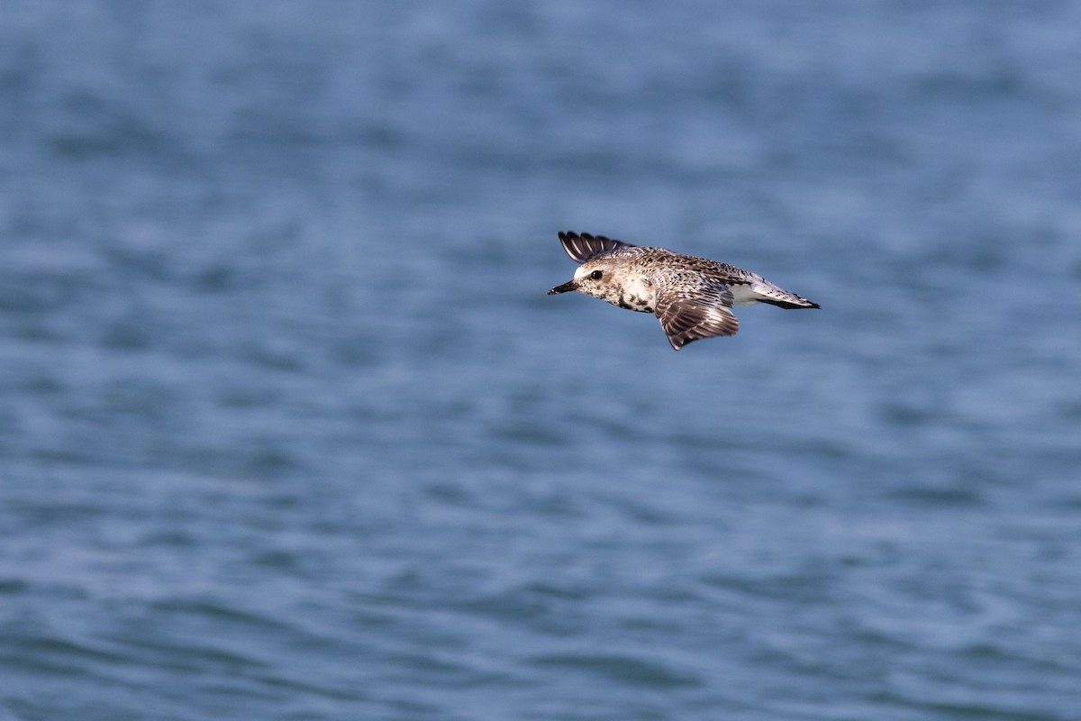 Black-bellied Plover - ML617520104