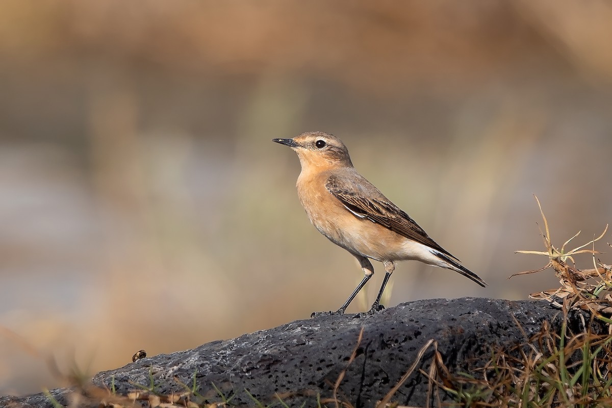 Northern Wheatear - ML617520108