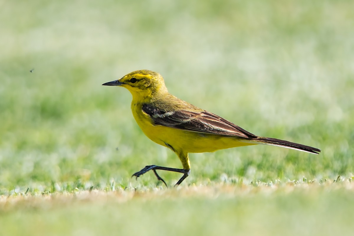 Western Yellow Wagtail (flavissima/lutea) - ML617520111