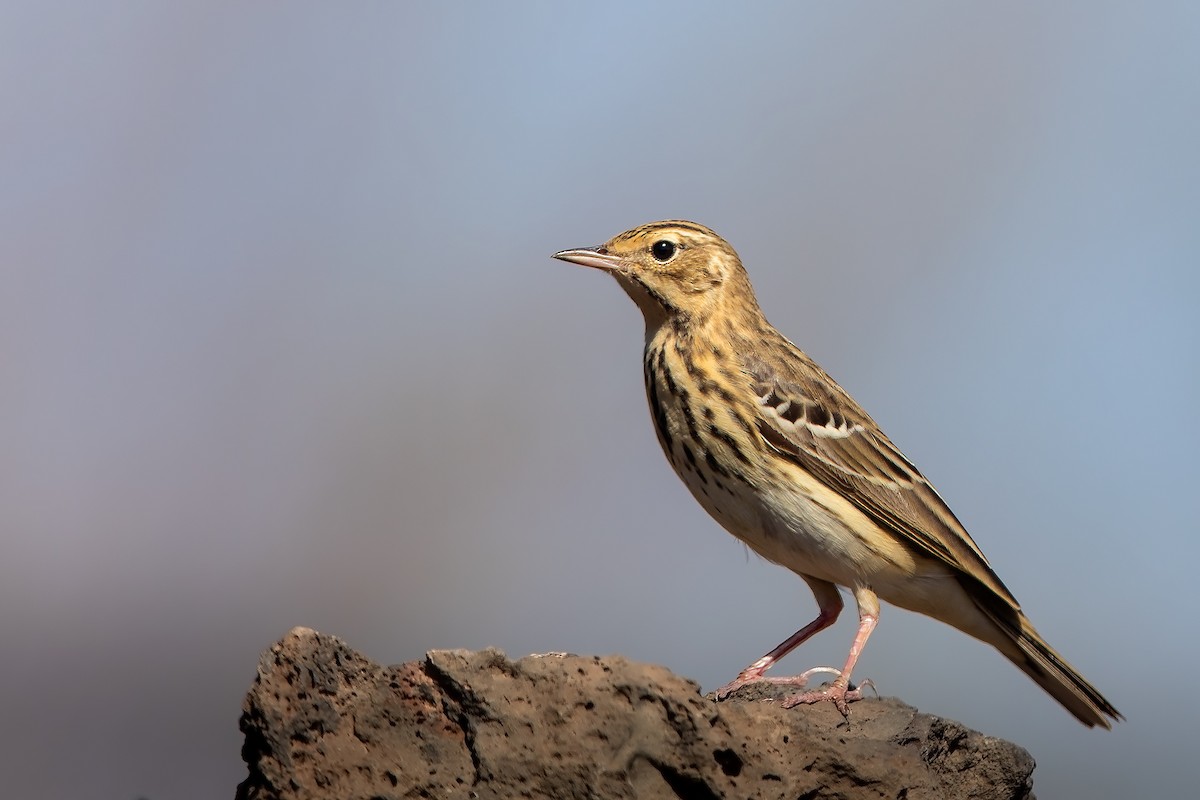 Tree Pipit - ML617520115