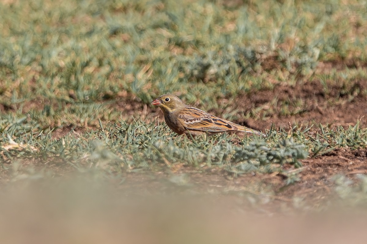 Ortolan Bunting - ML617520118