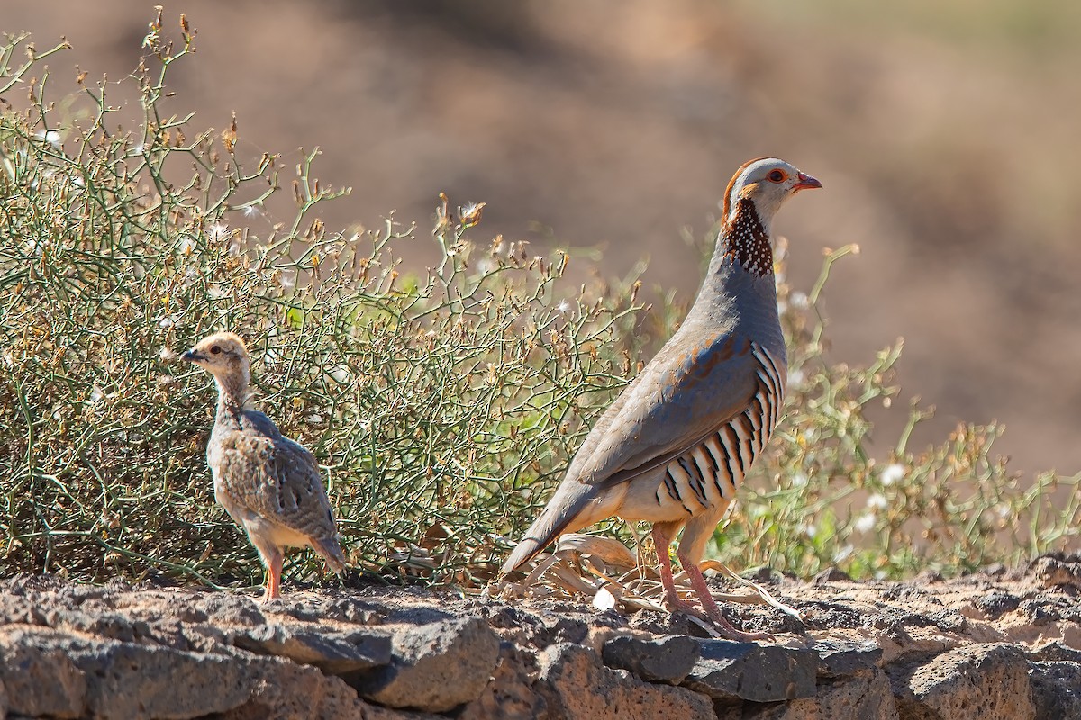 Barbary Partridge - ML617520123