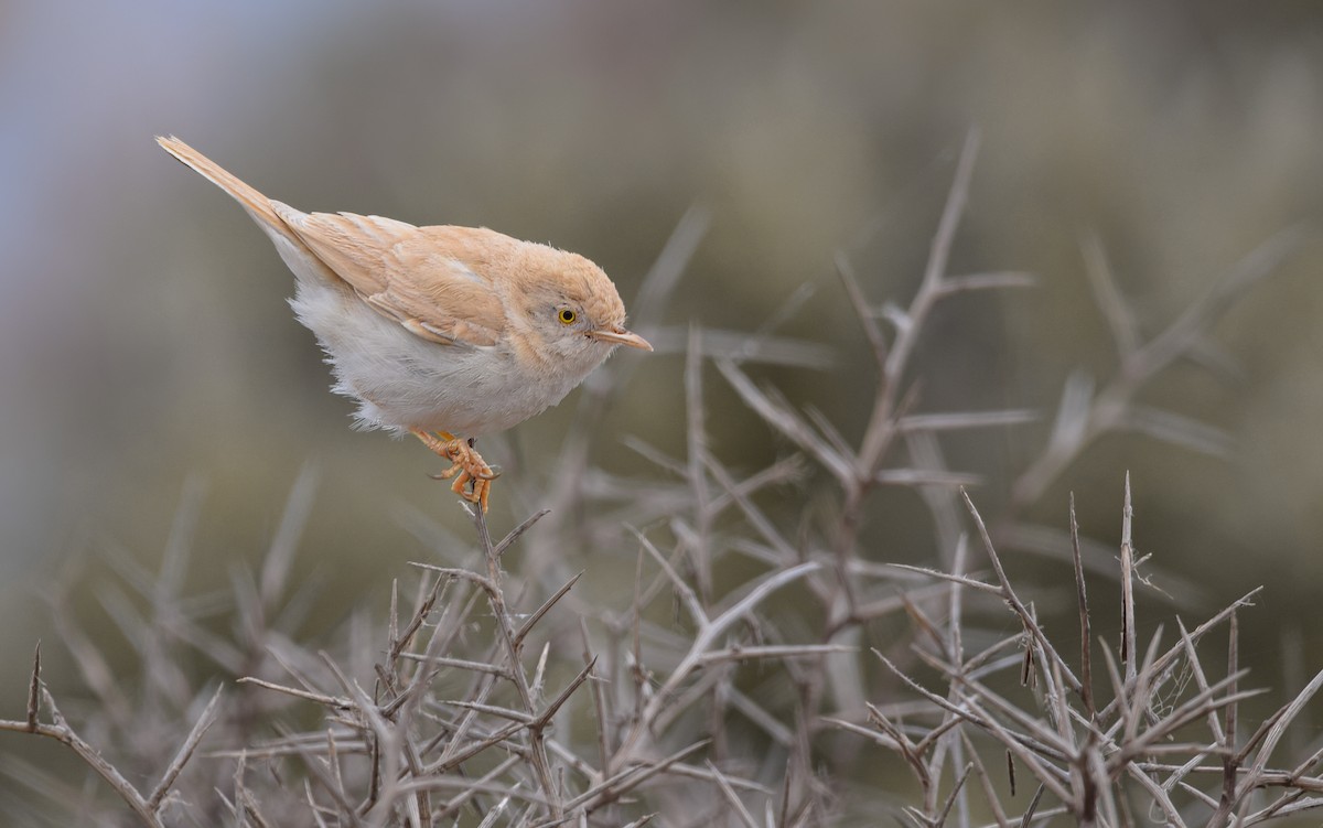 African Desert Warbler - ML617520135