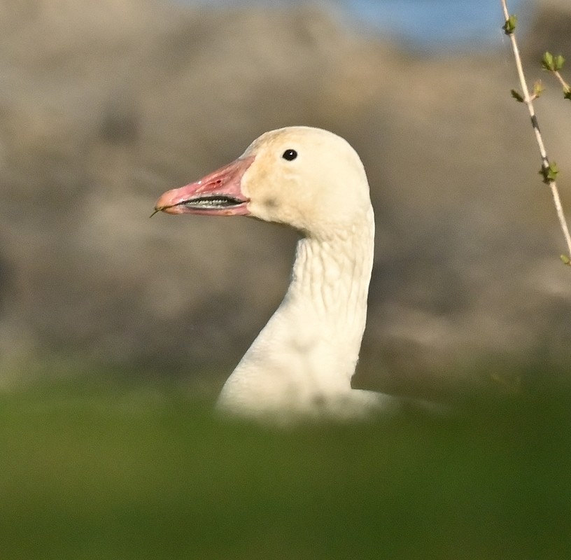 Snow Goose - ML617520150