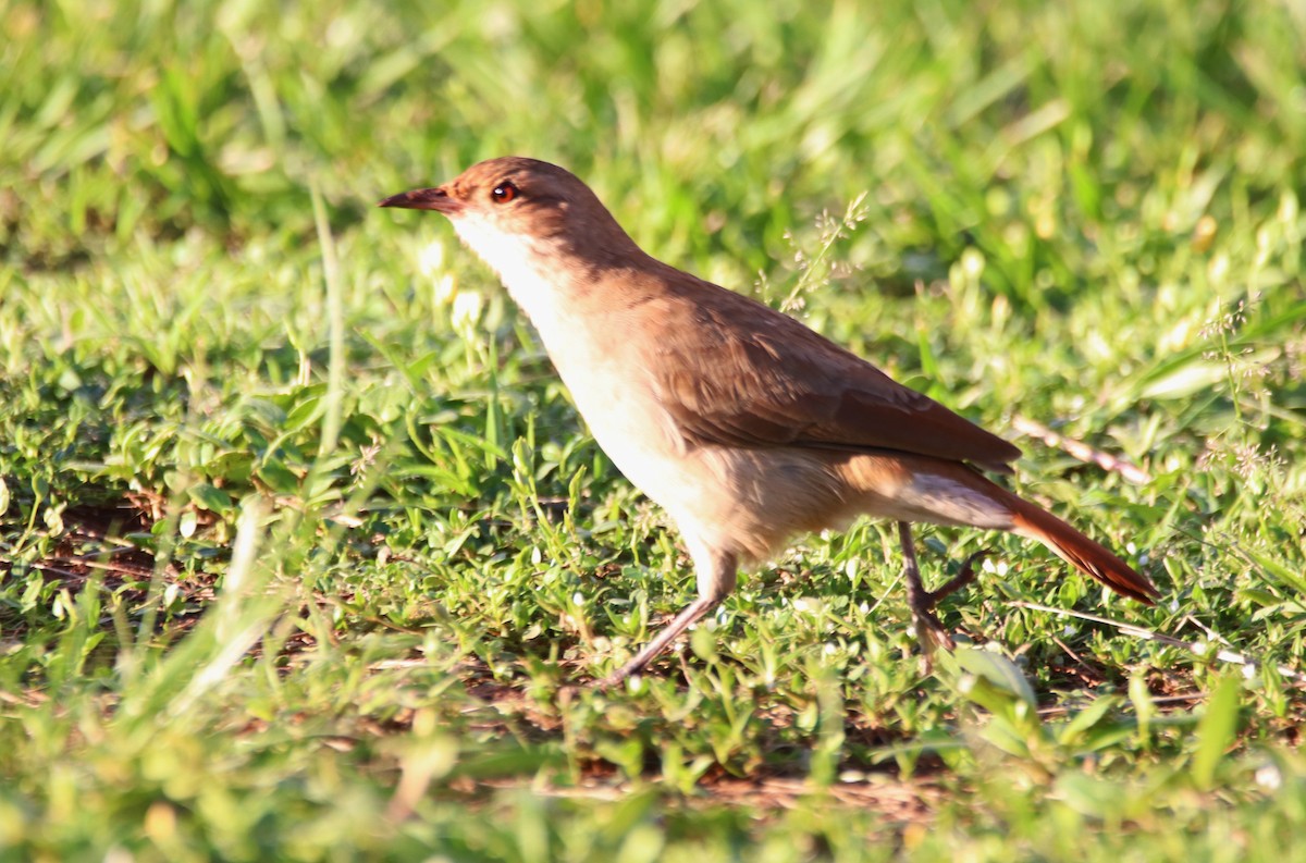 Rufous Hornero - ML617520154