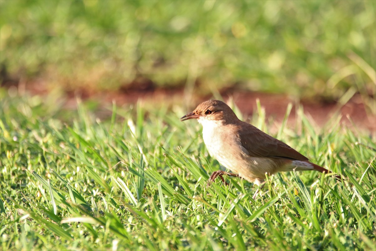 Rufous Hornero - ML617520155