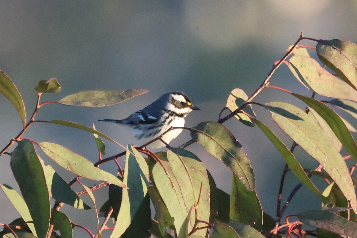 Black-throated Gray Warbler - ML617520172