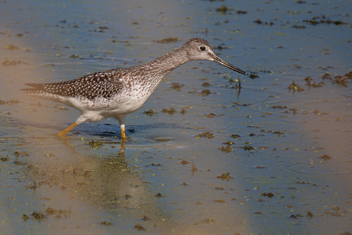 Greater Yellowlegs - ML617520190