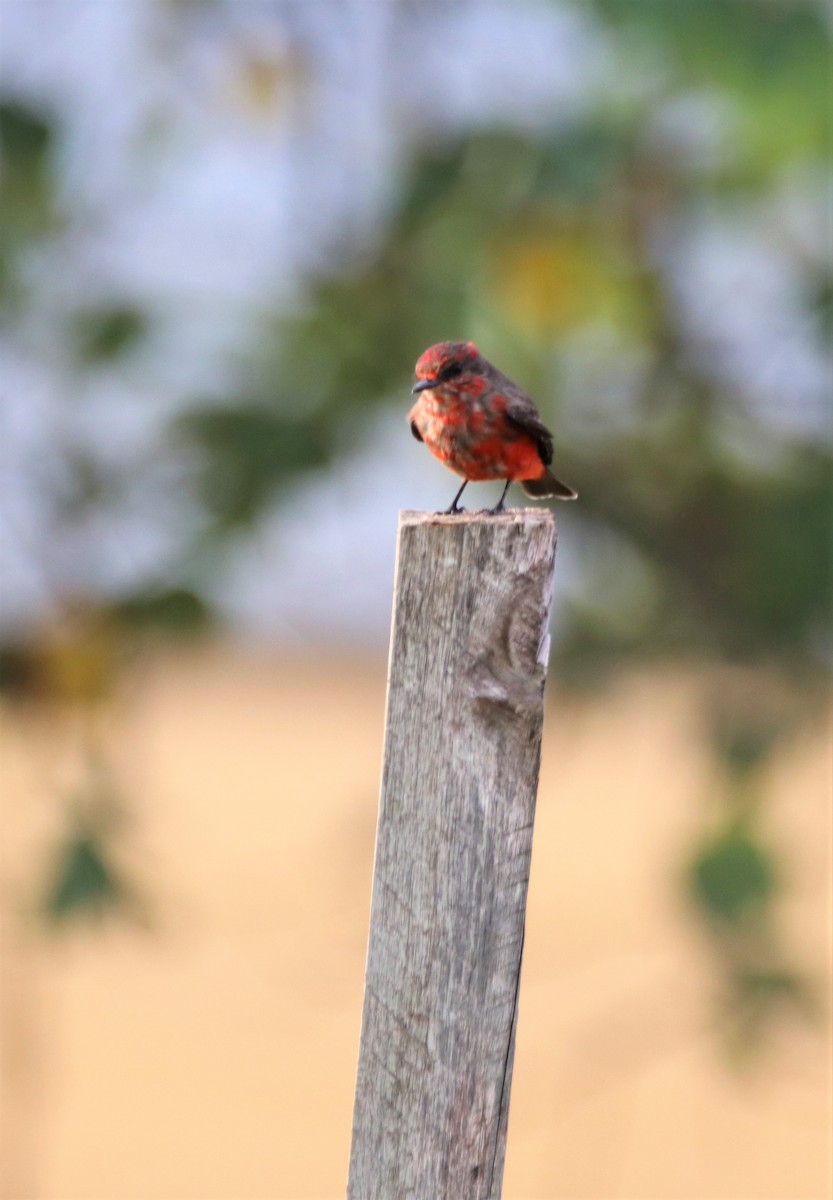 Vermilion Flycatcher - Haydee Cabassi