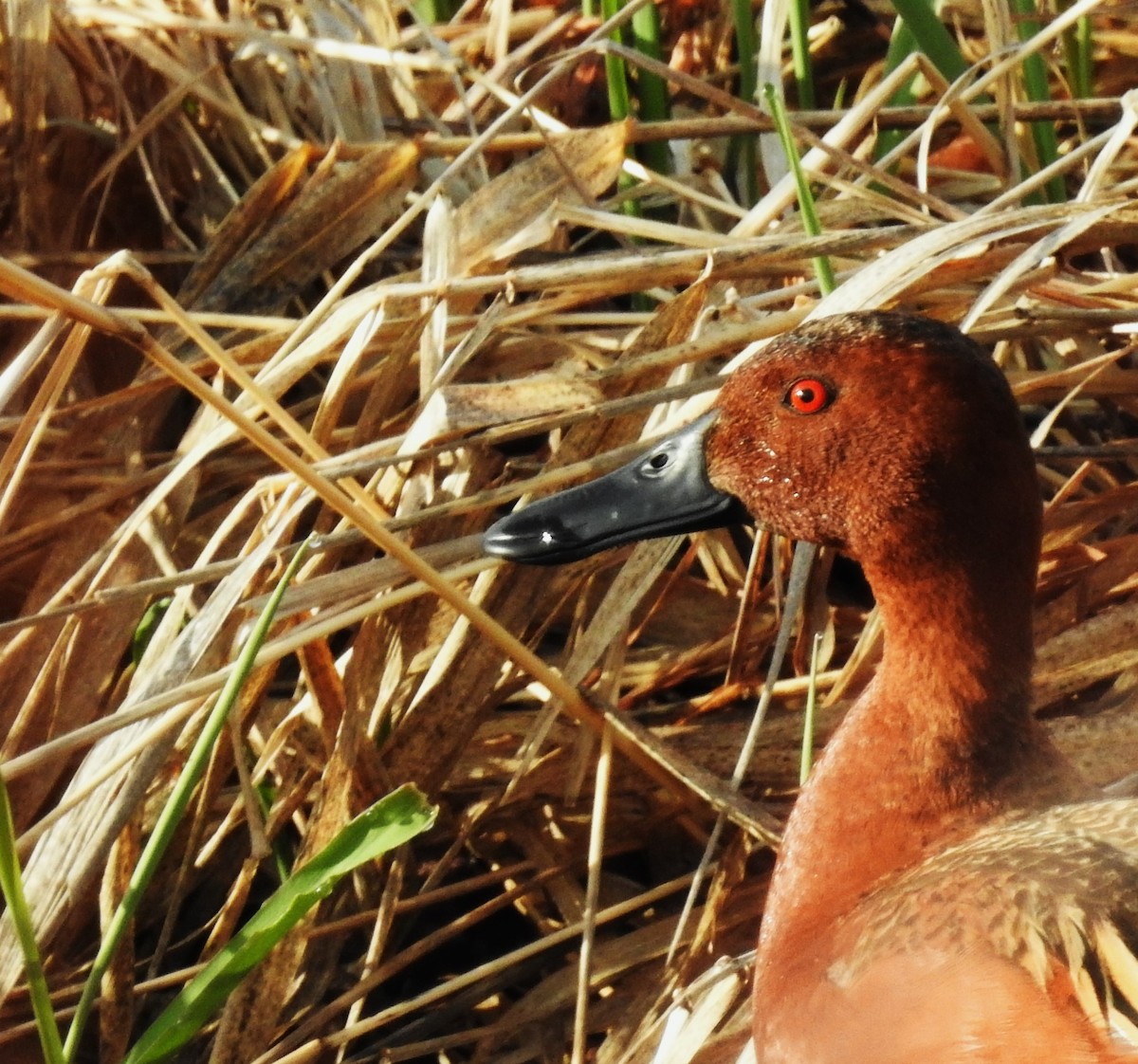 Cinnamon Teal - ML617520224