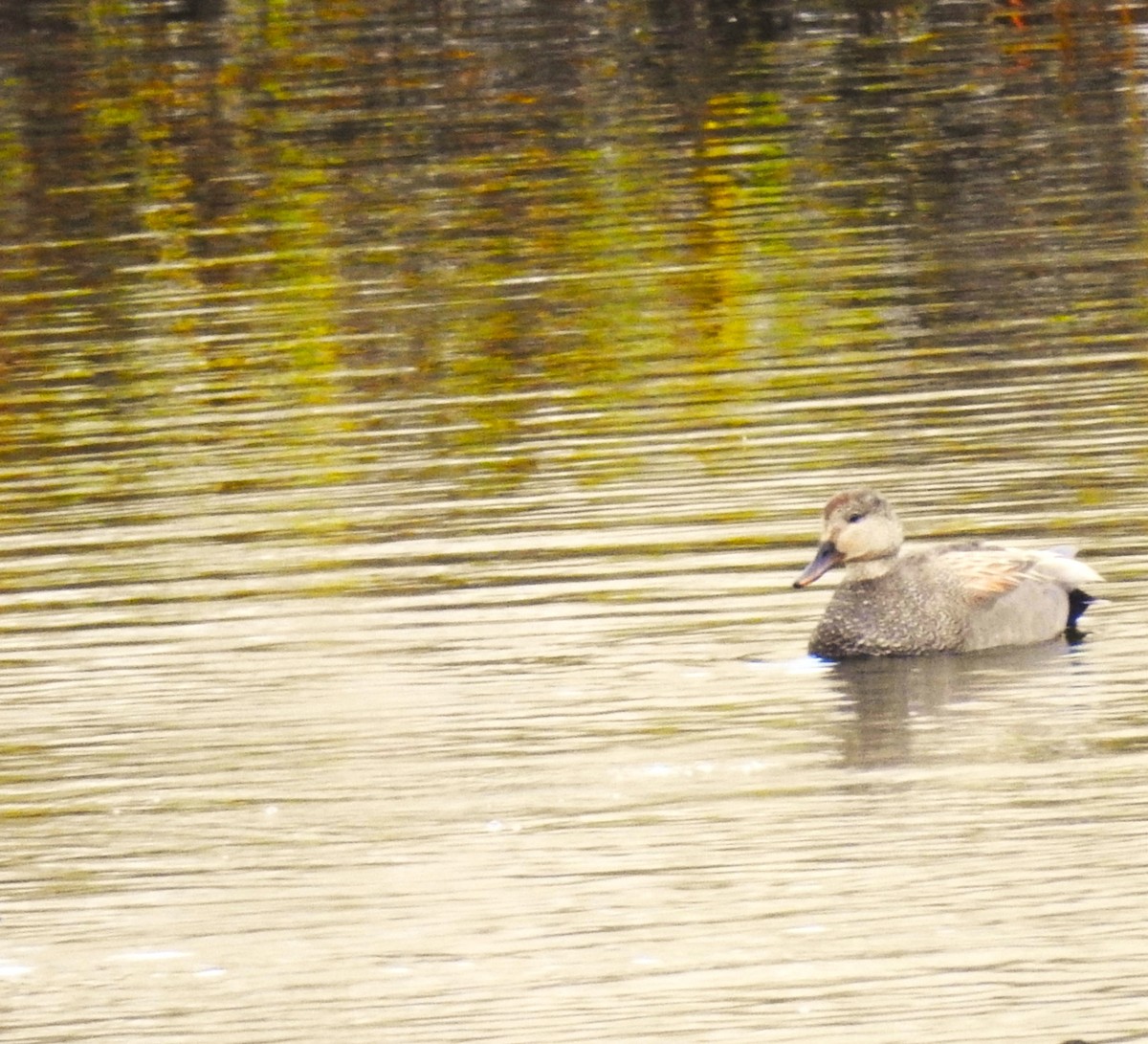 Gadwall - ML617520236