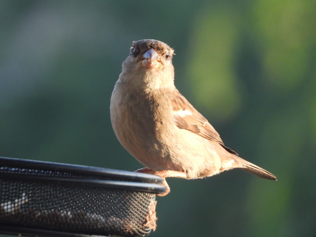 House Sparrow - ML617520249