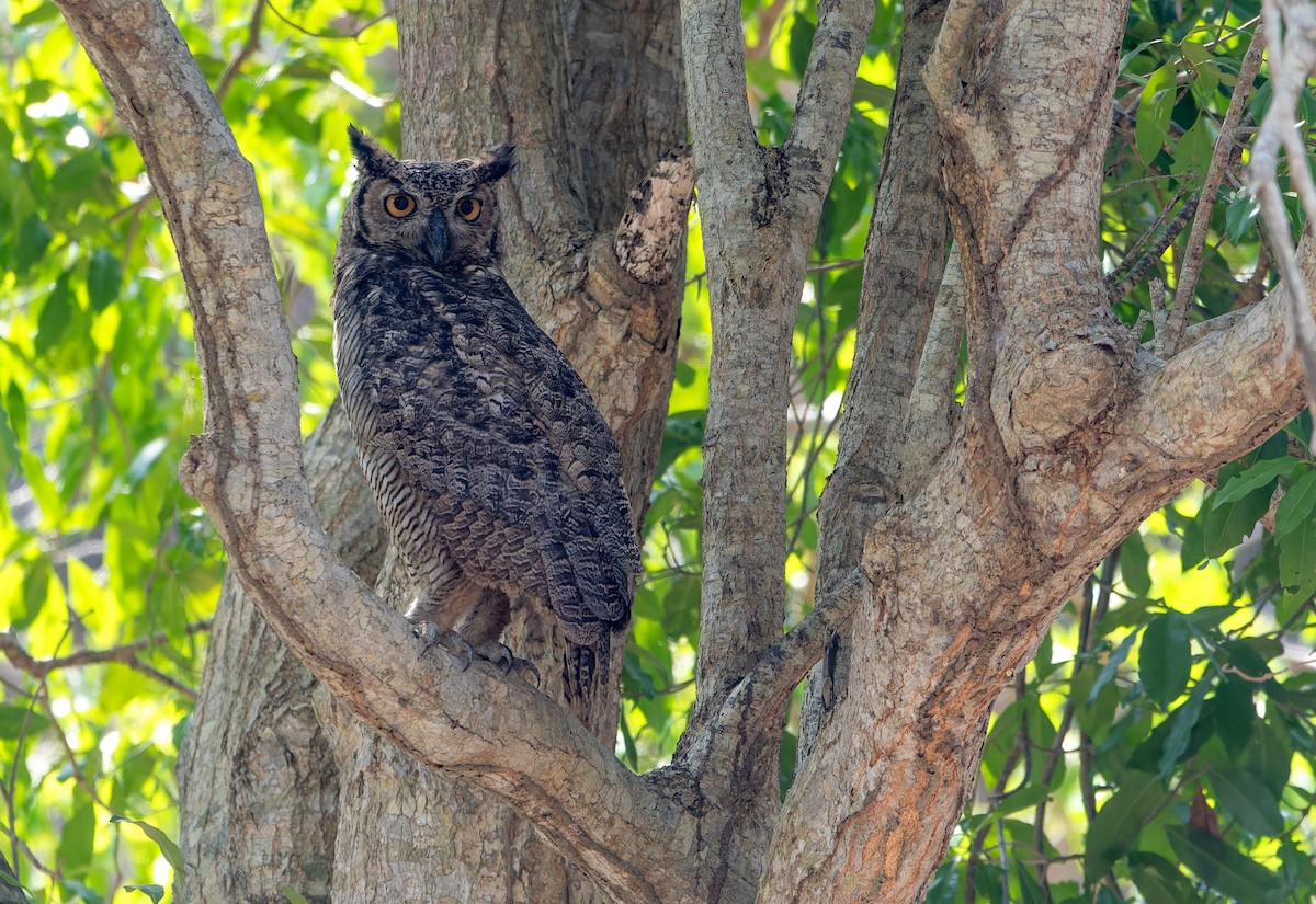 Great Horned Owl - ML617520255