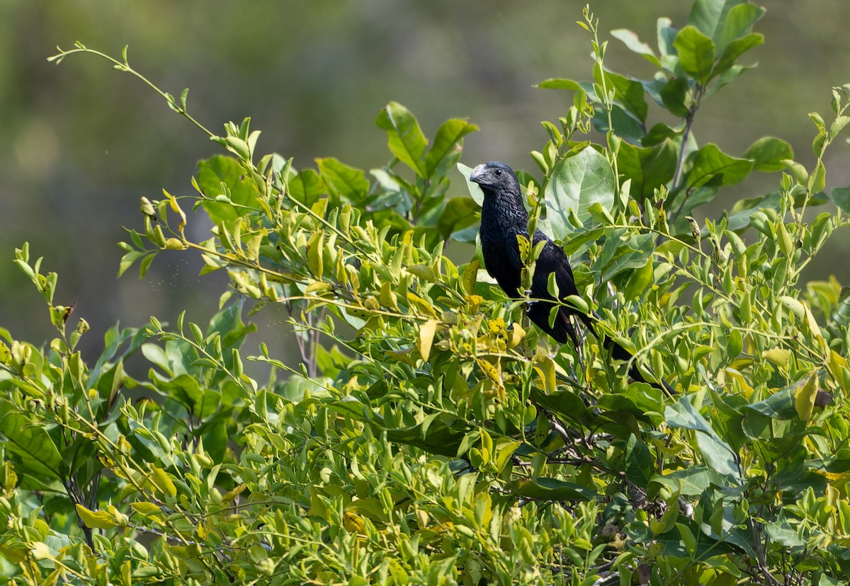 Groove-billed Ani - ML617520260