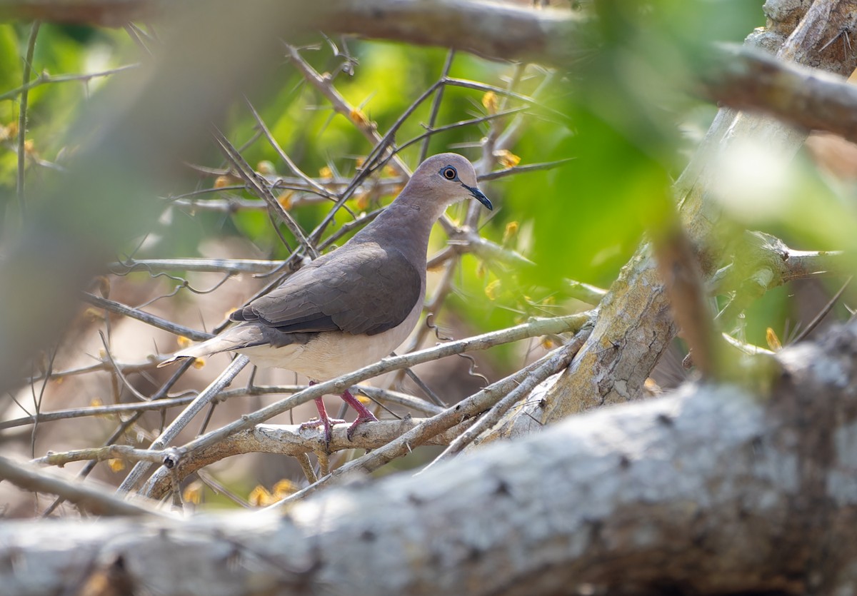 White-tipped Dove - ML617520268