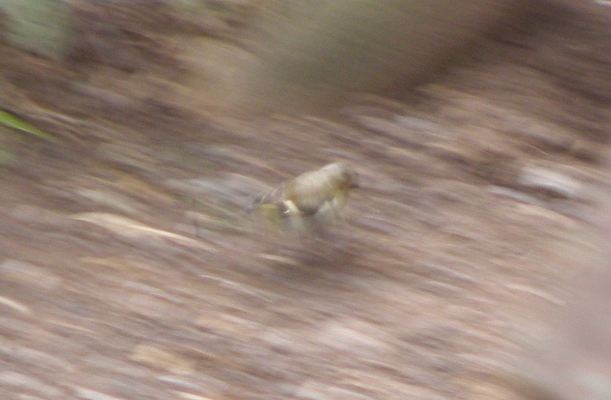 Common Chaffinch - Jeff Hollobaugh