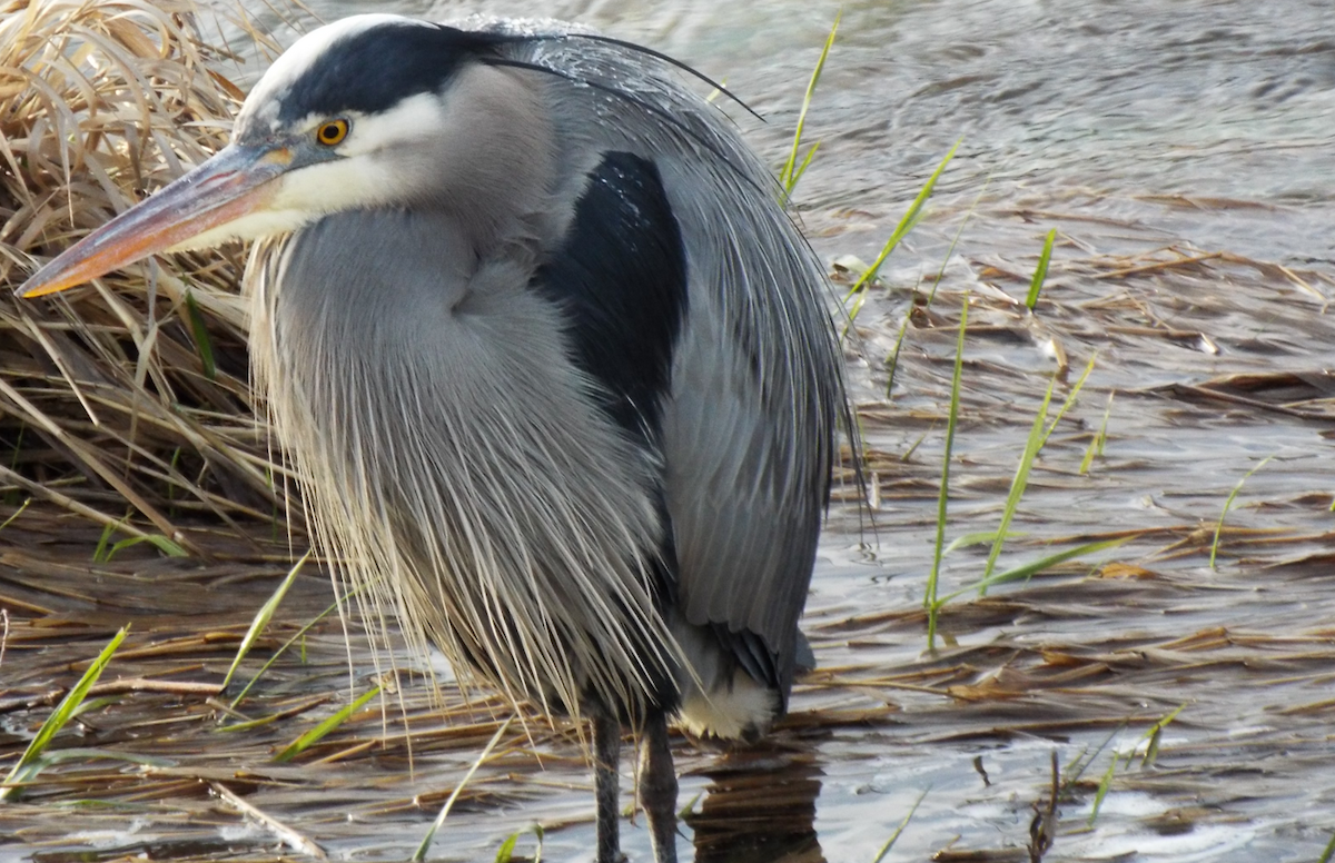 Garza Azulada - ML617520279