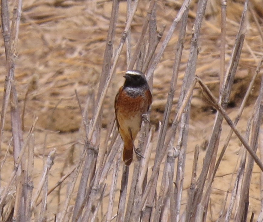 Common Redstart - ML617520287