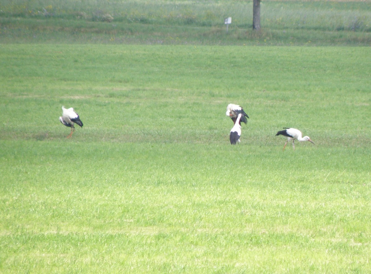 White Stork - Jeff Hollobaugh