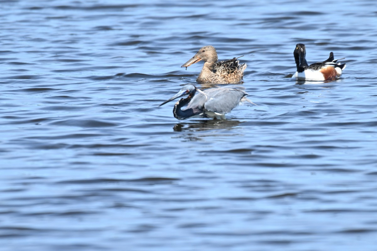 Northern Shoveler - ML617520342