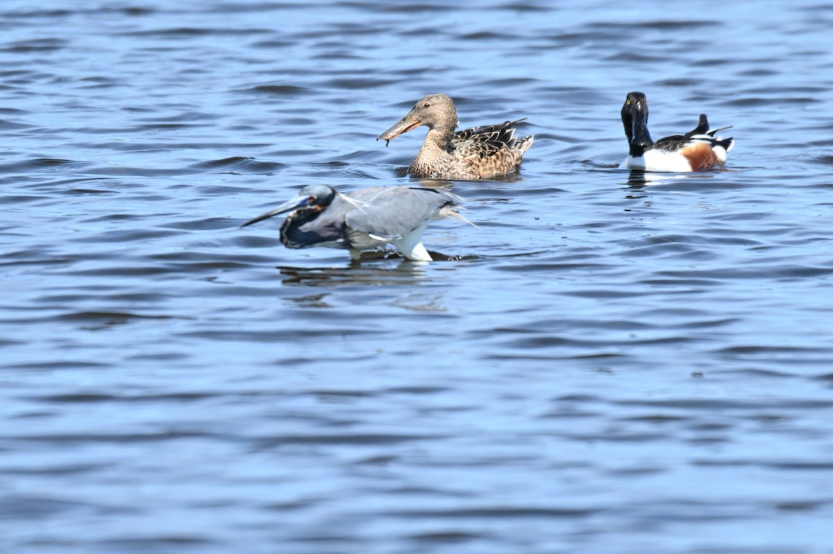 Northern Shoveler - ML617520346