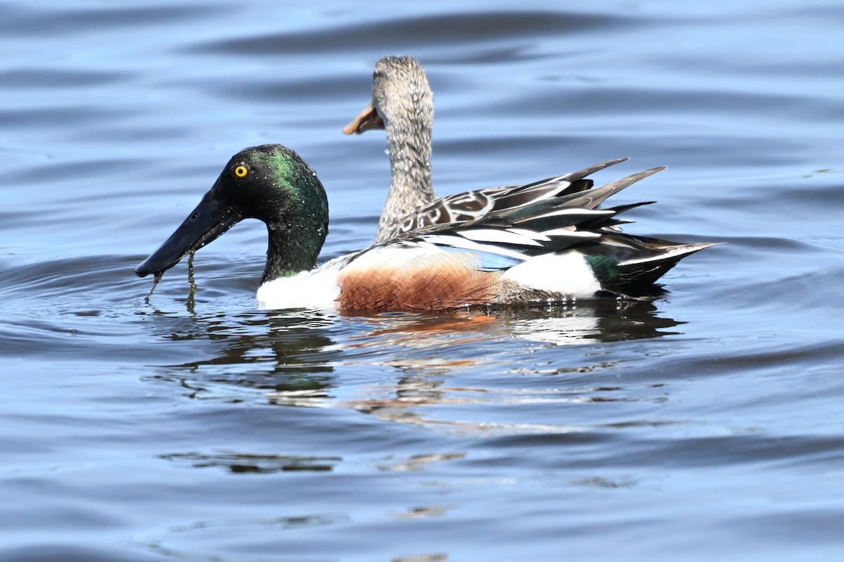 Northern Shoveler - ML617520352