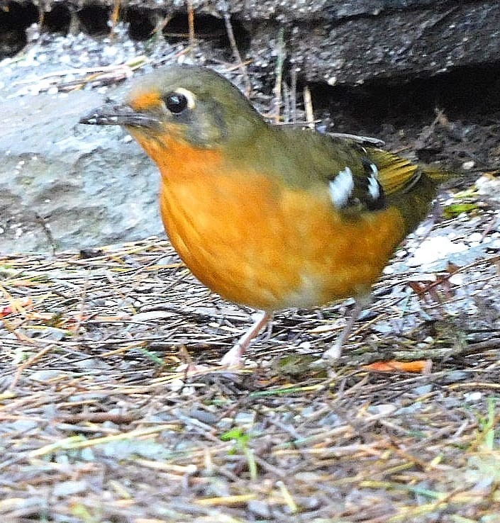 Orange Ground-Thrush - ML617520354