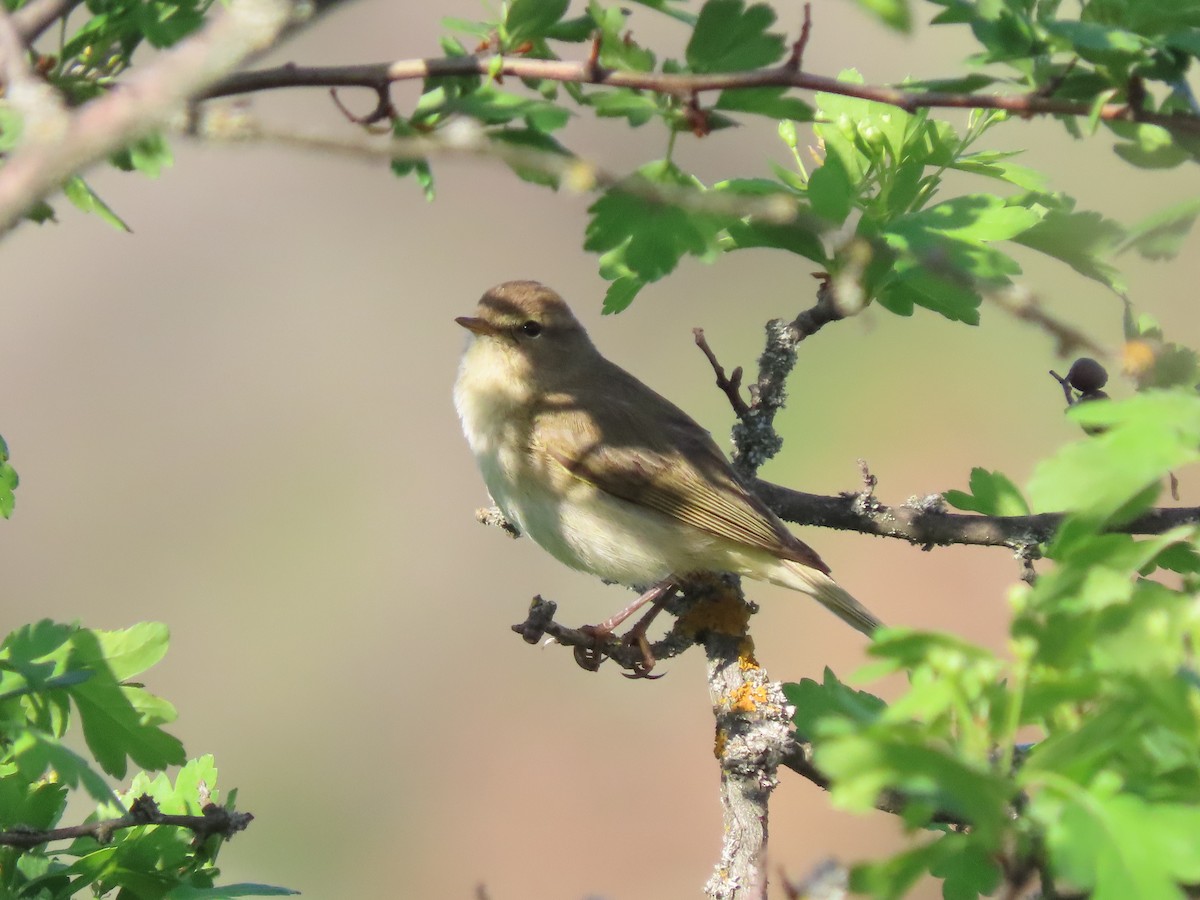 Common Chiffchaff - Станислав Гр.