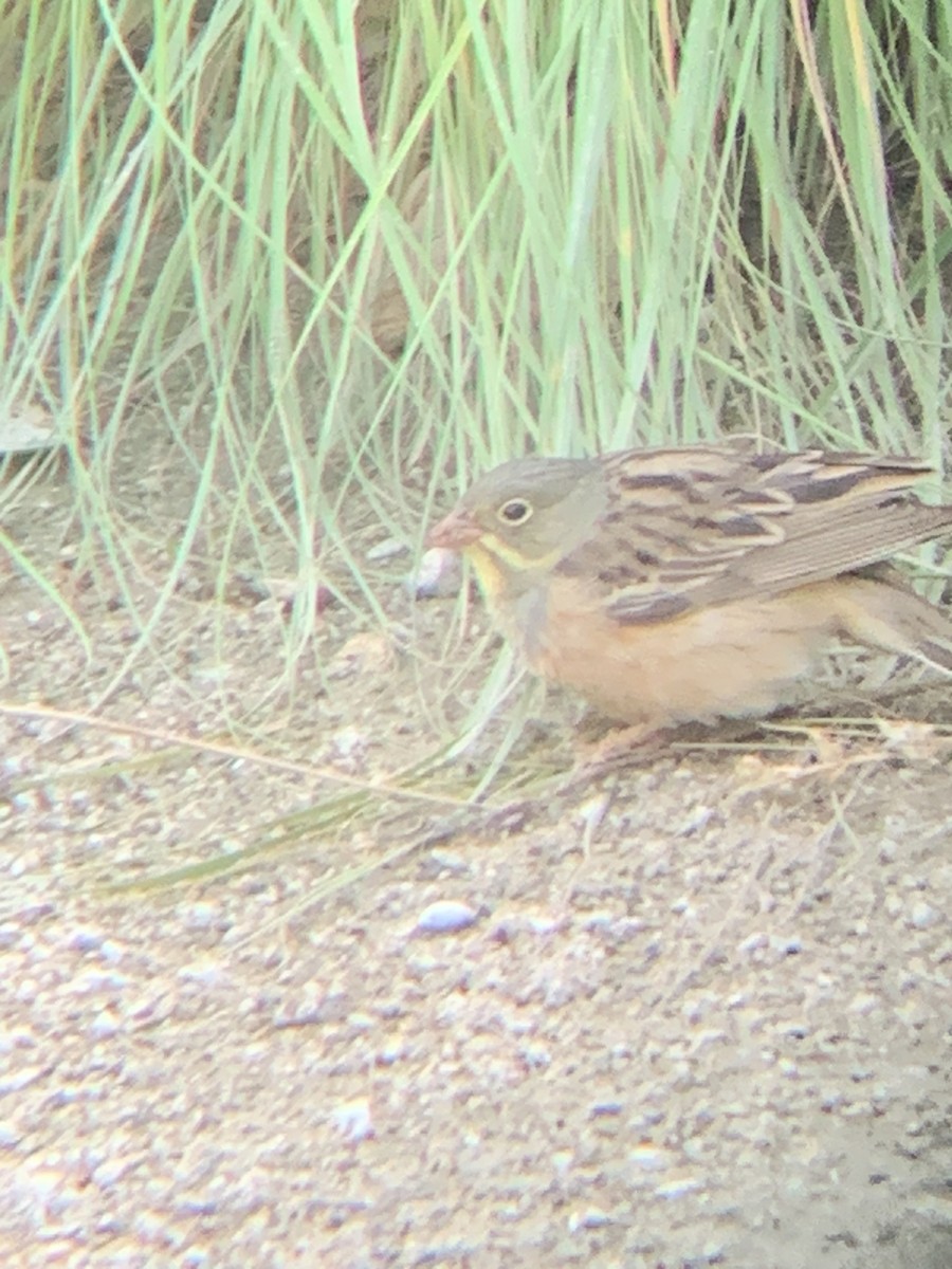 Ortolan Bunting - ML617520376