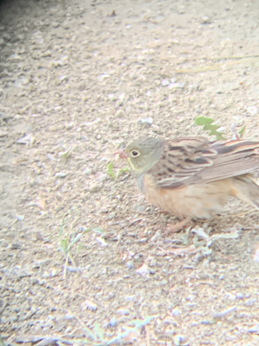 Ortolan Bunting - ML617520377