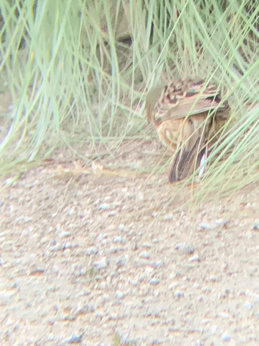 Ortolan Bunting - ML617520378