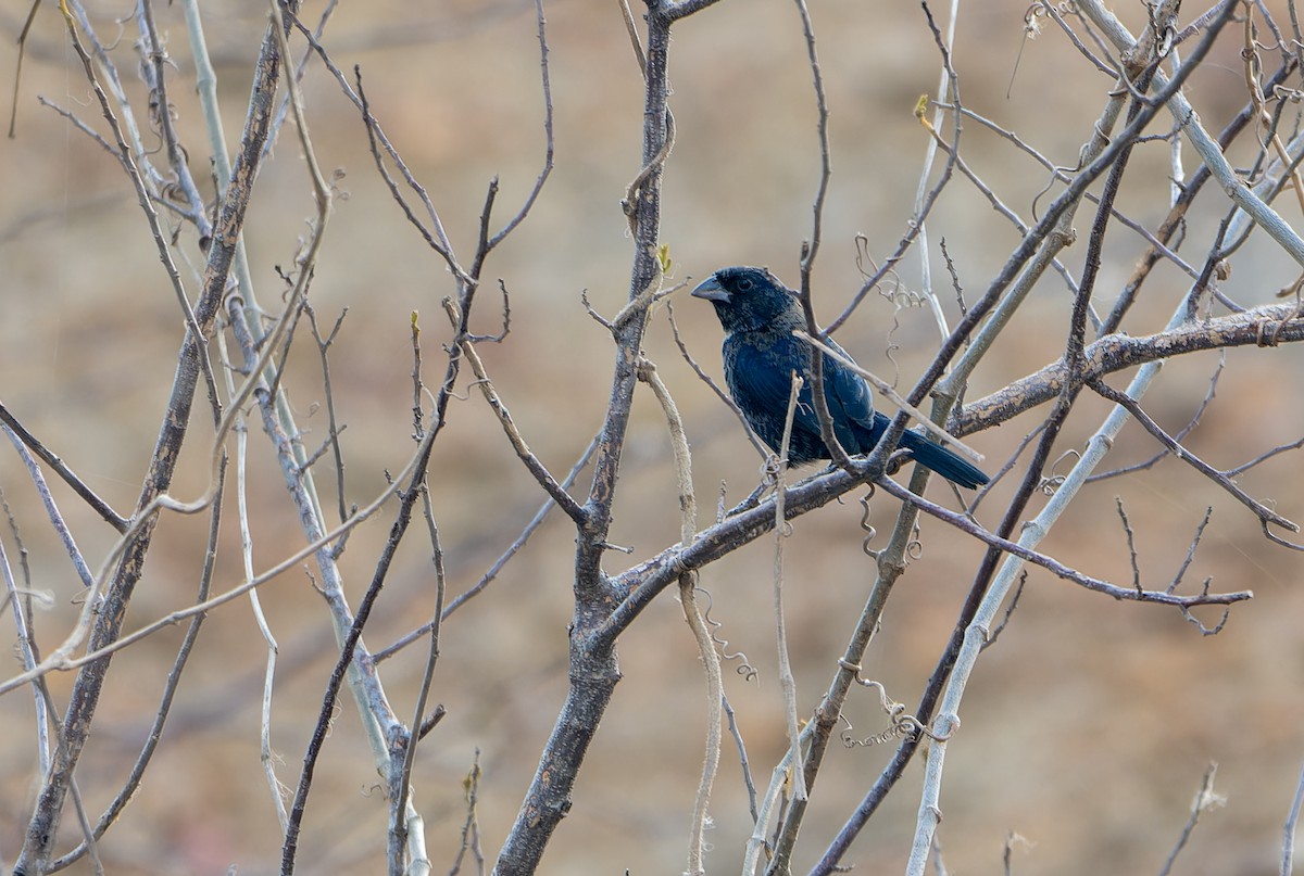 Blue-black Grassquit - ML617520393