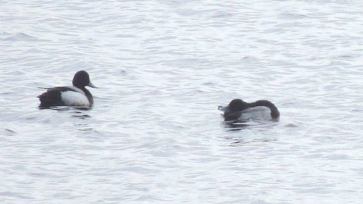 Greater Scaup - ML617520408