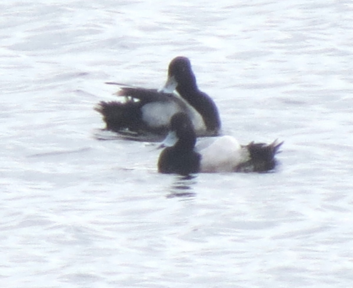 Greater Scaup - ML617520409