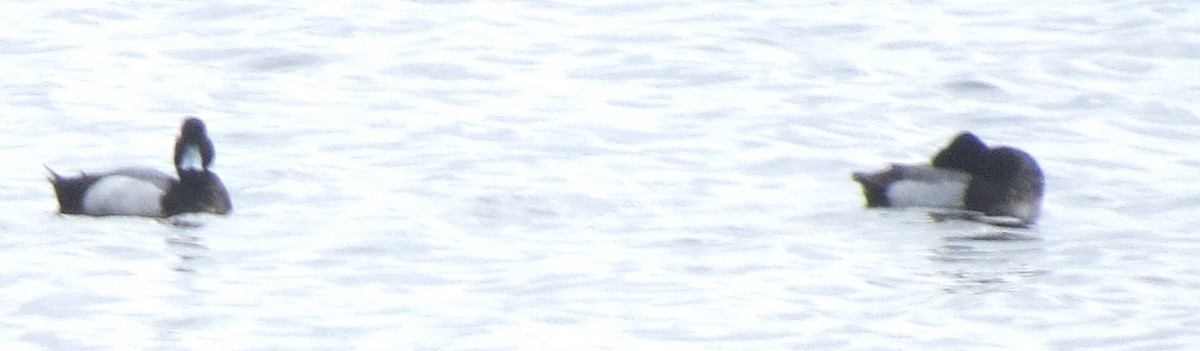 斑背潛鴨 - ML617520410