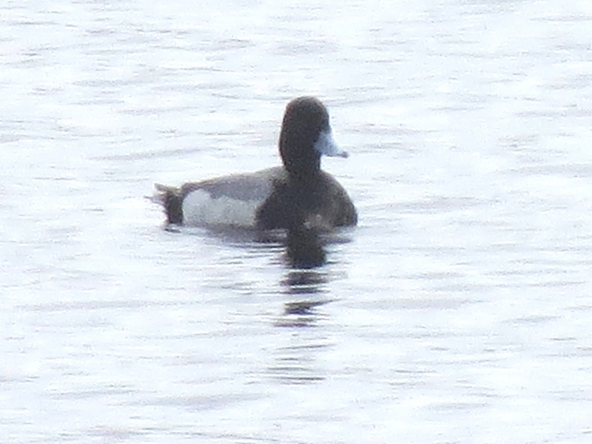 Greater Scaup - ML617520411