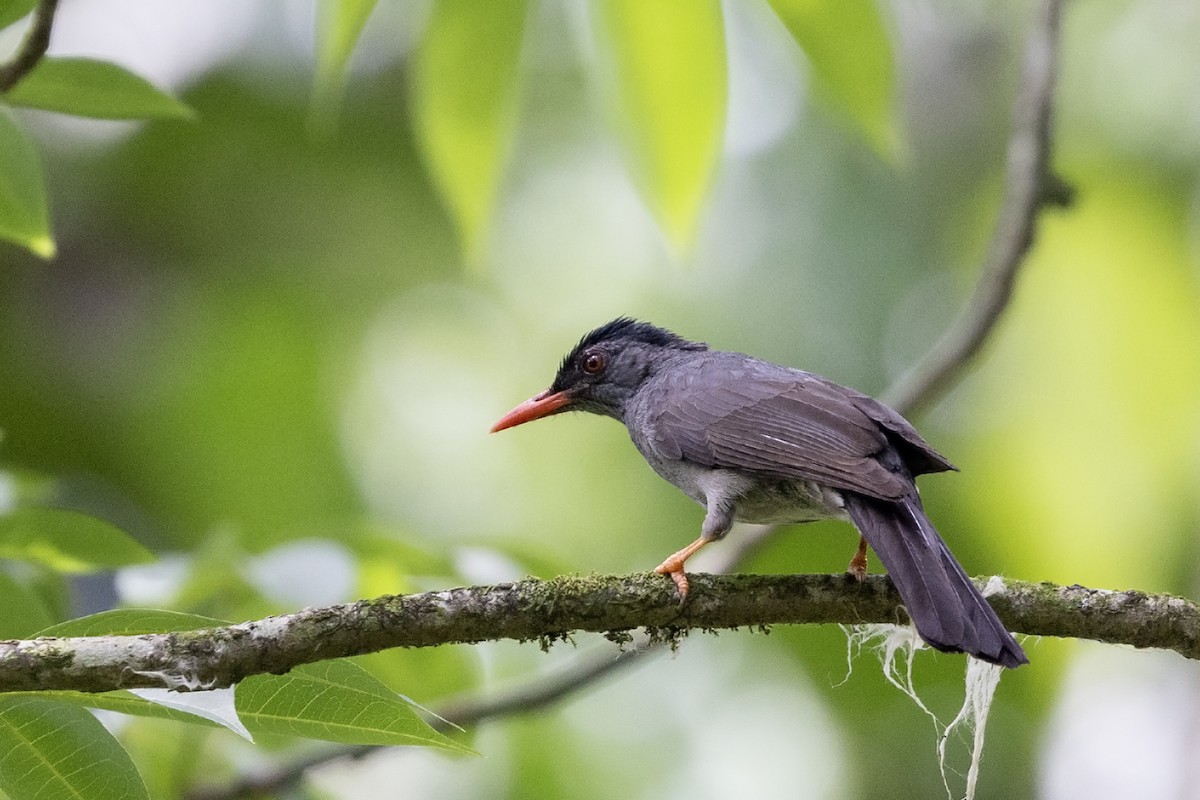 Square-tailed Bulbul (Sri Lanka) - ML617520414