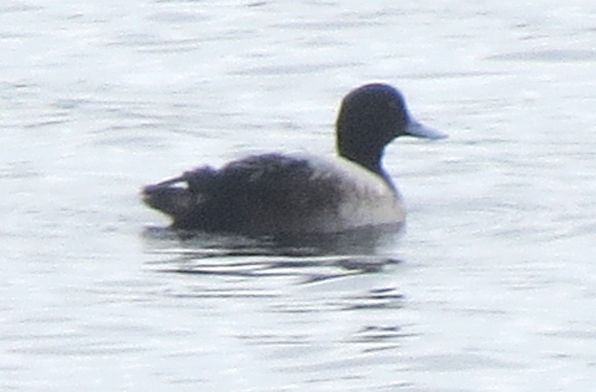 Greater Scaup - ML617520425
