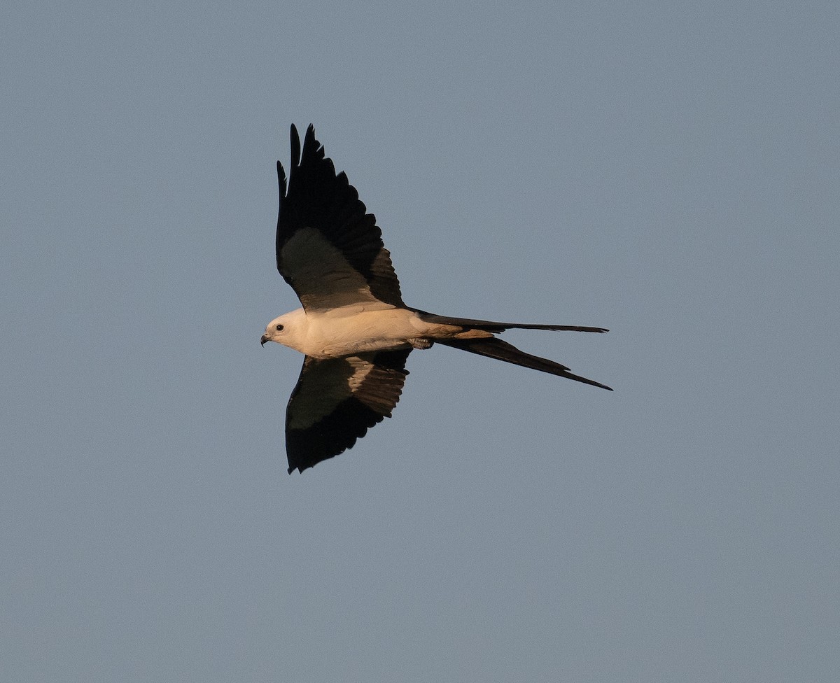 Elanio Tijereta - ML617520429