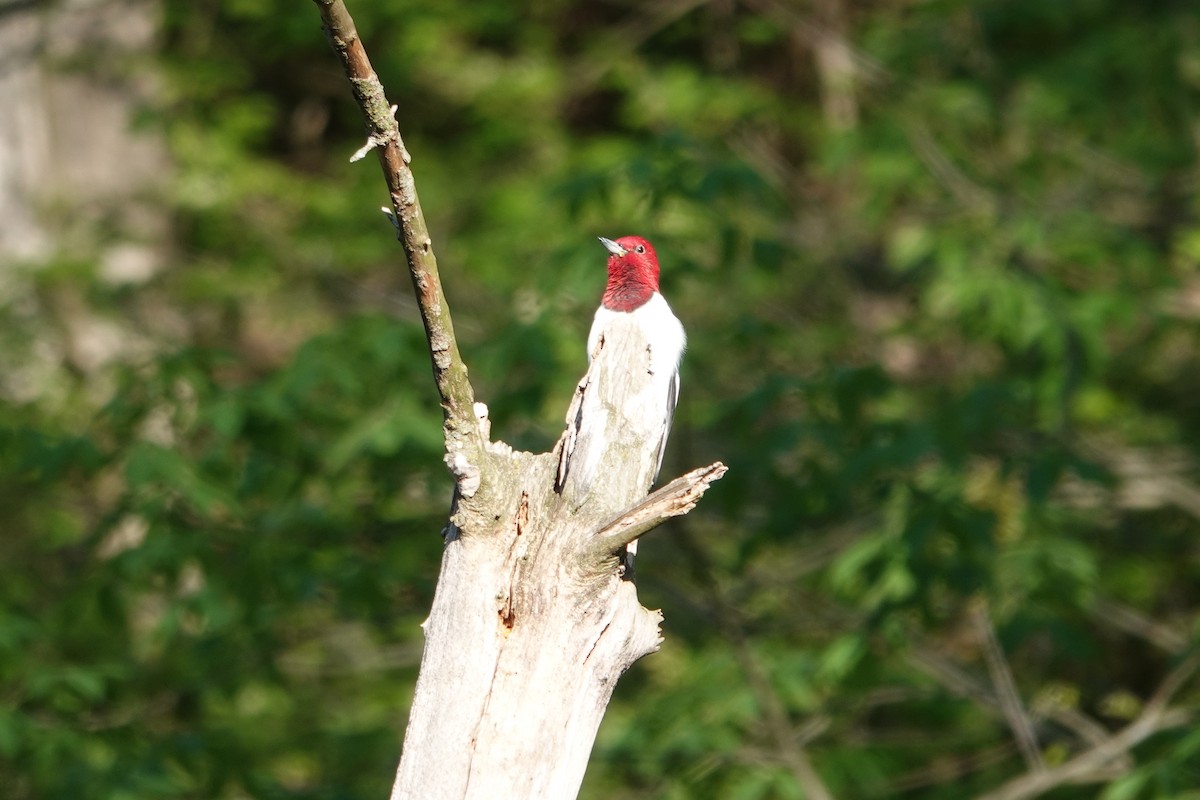 Red-headed Woodpecker - ML617520568