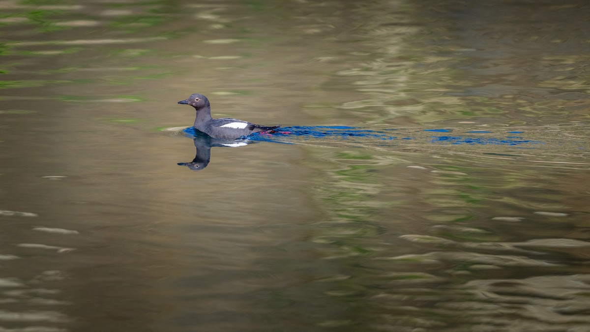 Guillemot colombin - ML617520575