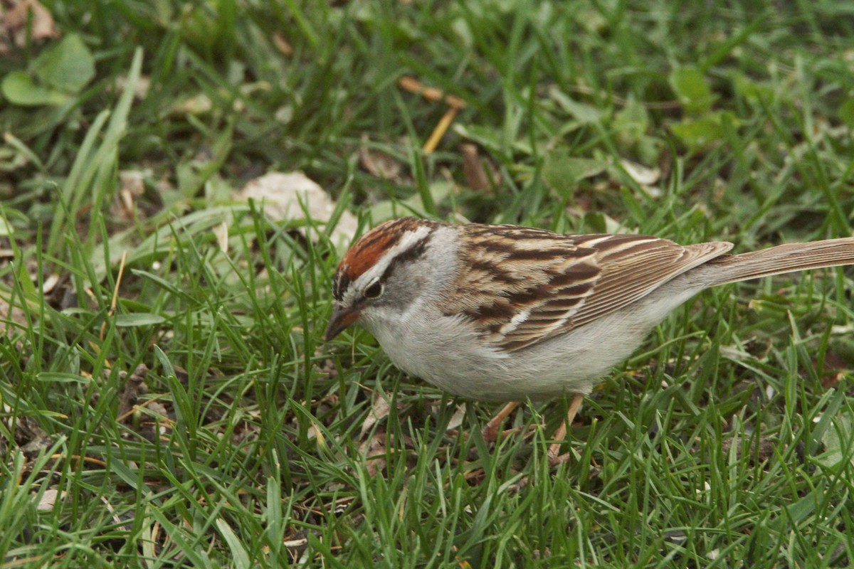 Chipping Sparrow - Rodney Strayer