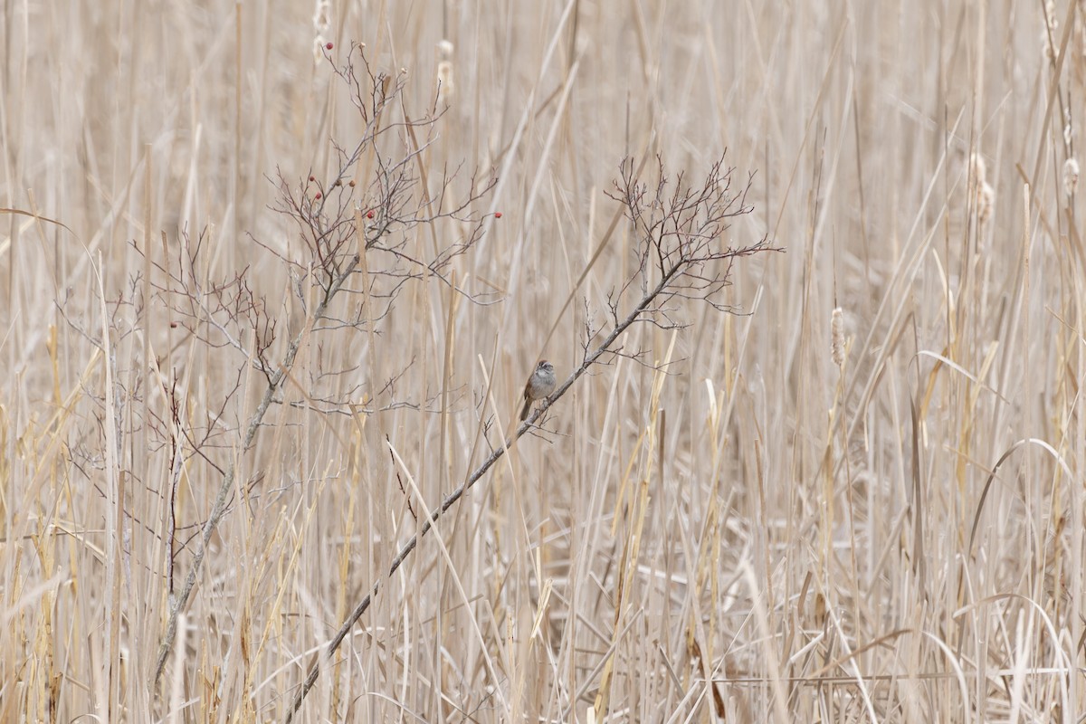 Swamp Sparrow - Phil Thompson